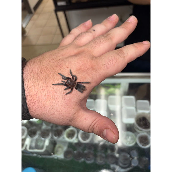 Yucatan Rust Rump (SLING) (Tliltocatl epicureanum)