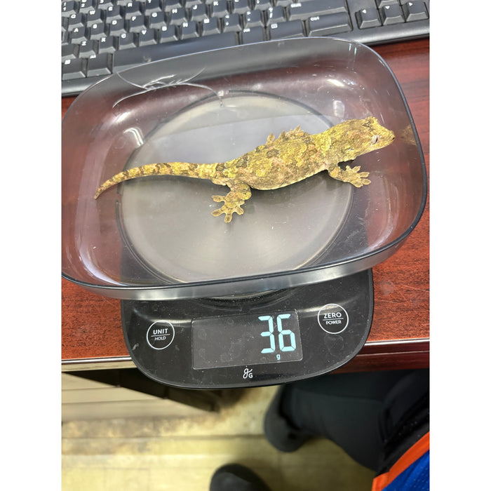 Pine Island Chahoua Gecko (Male) 2