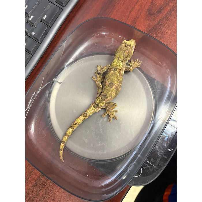 Pine Island Chahoua Gecko (Male) 2