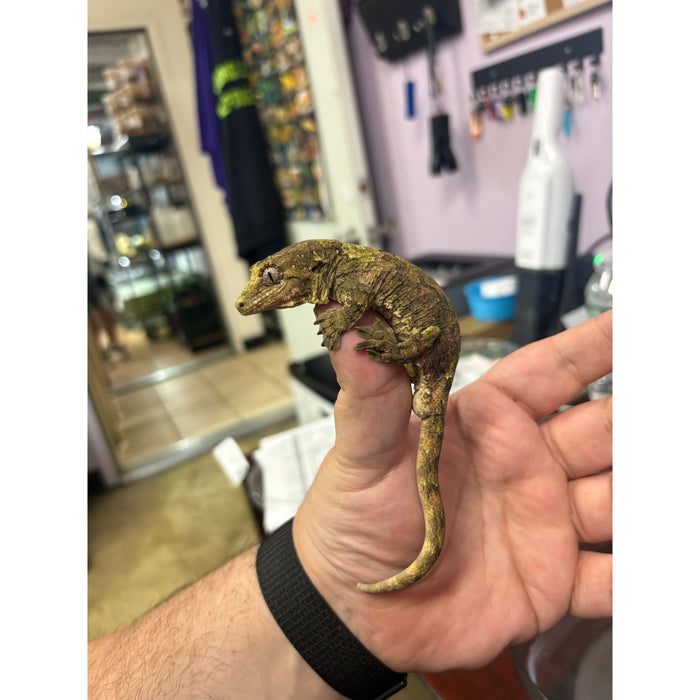 Pine Island Chahoua Gecko (Male) 2