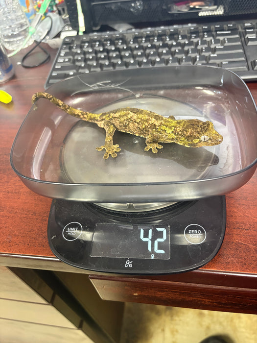 Pine Island Chahoua Gecko (Mniarogekko chahoua)