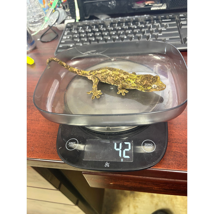 Pine Island Chahoua Gecko (Mniarogekko chahoua)