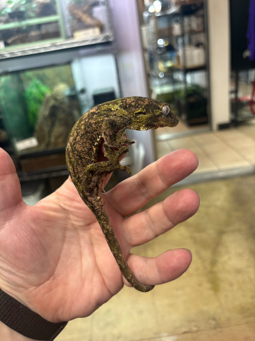 Pine Island Chahoua Gecko (Mniarogekko chahoua)