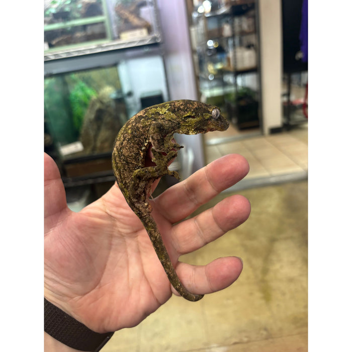 Pine Island Chahoua Gecko (Mniarogekko chahoua)