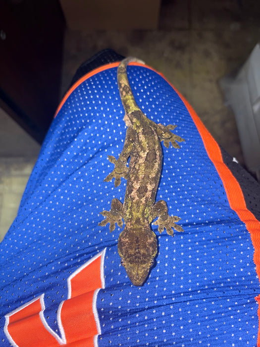 Pine Island Chahoua Gecko (Mniarogekko chahoua)