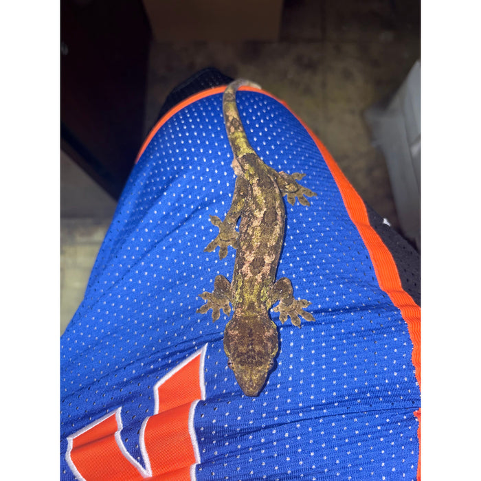 Pine Island Chahoua Gecko (Mniarogekko chahoua)