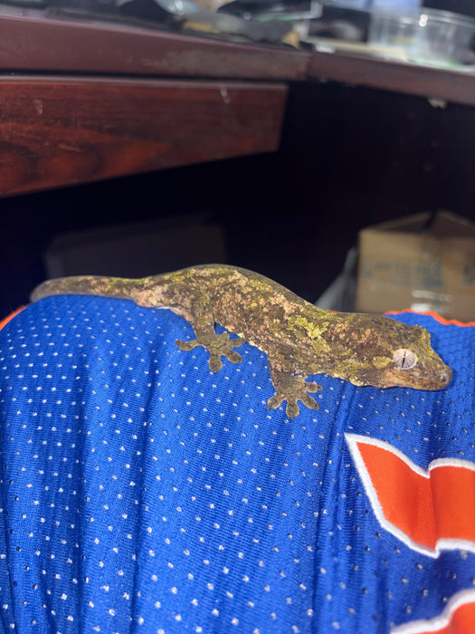 Pine Island Chahoua Gecko (Mniarogekko chahoua)