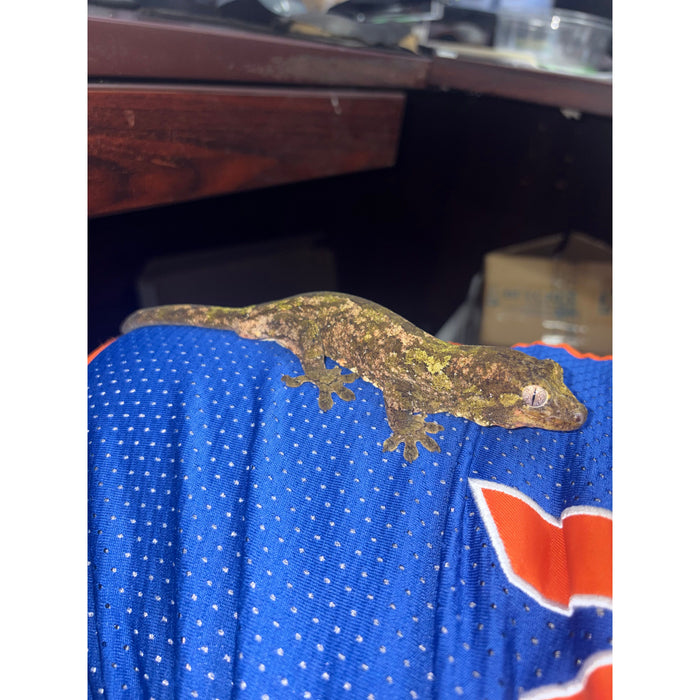 Pine Island Chahoua Gecko (Mniarogekko chahoua)