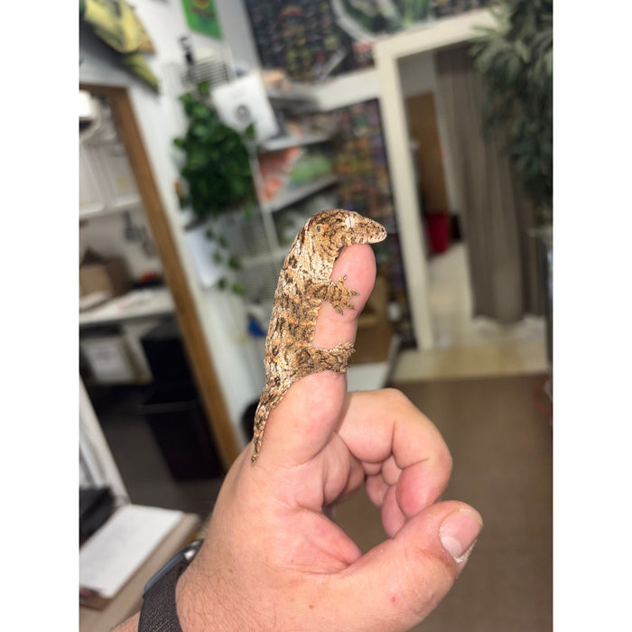 Leachianus Gecko (Baby) (Pine Island)
