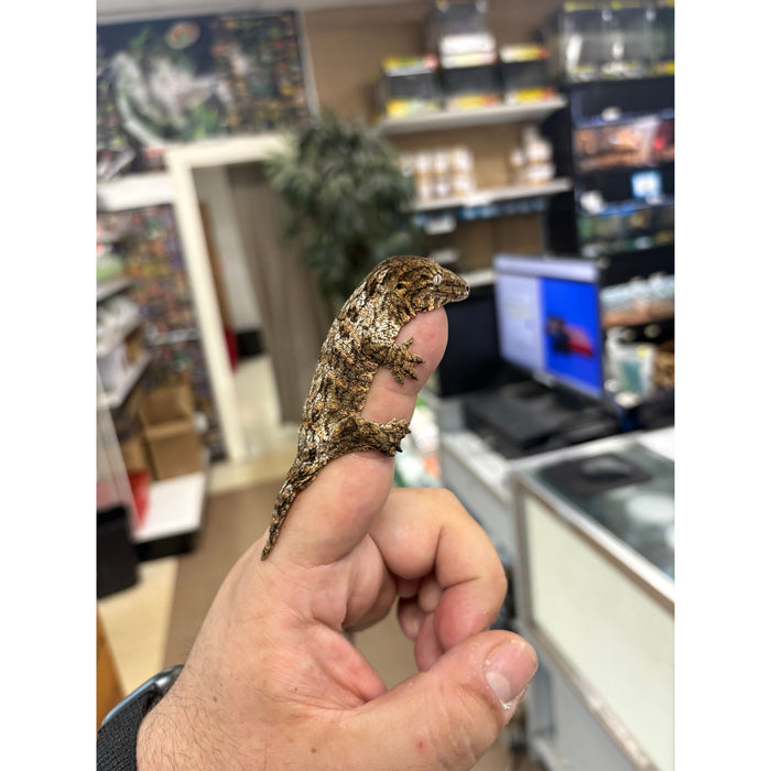 Leachianus Gecko (Baby) (Pine Island)