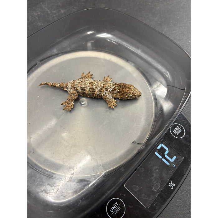 Leachianus Gecko (Baby) (Pine Island)