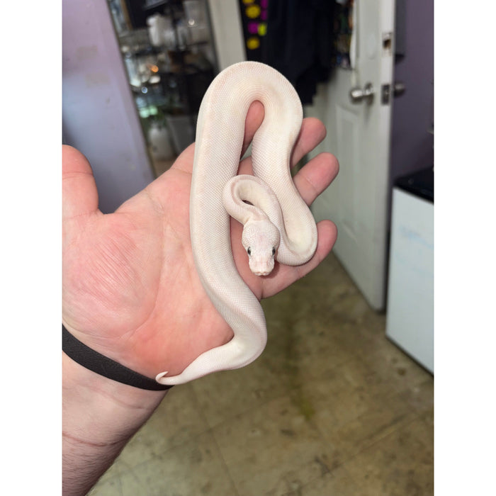 Ball Python (Blue Eye Leucistic)