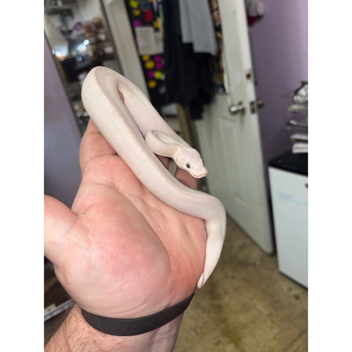 Ball Python (Blue Eye Leucistic)