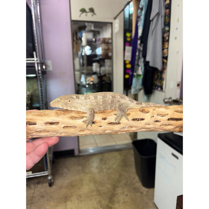 Leachianus Gecko (Pine Island) (Male)