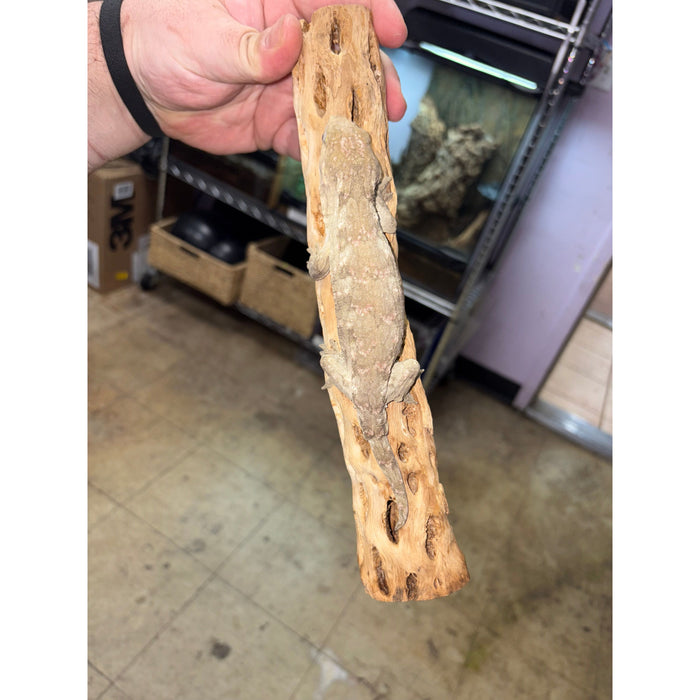 Leachianus Gecko (Pine Island) (Male)