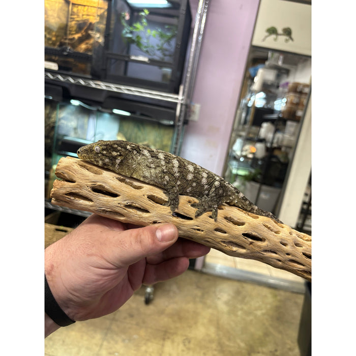 Leachianus Gecko (Female) (Pine Island)