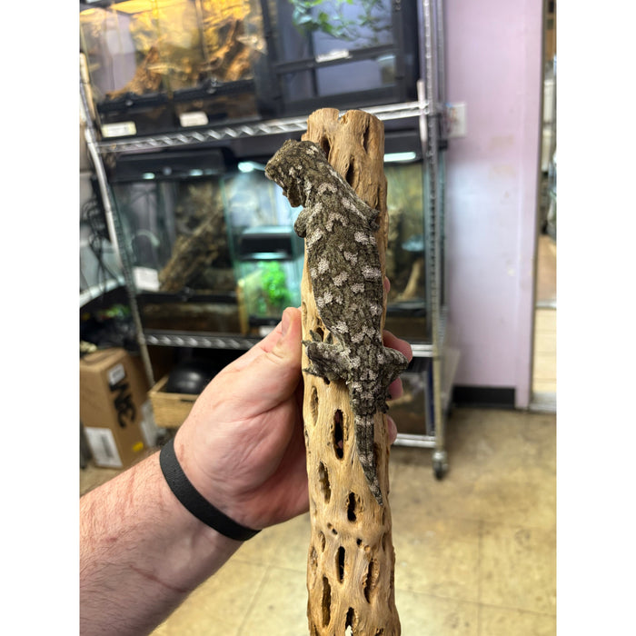 Leachianus Gecko (Female) (Pine Island)