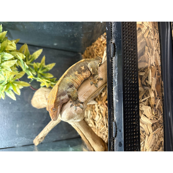 Crested Gecko (Adult Female)