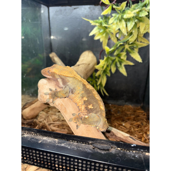 Crested Gecko (Adult Female)