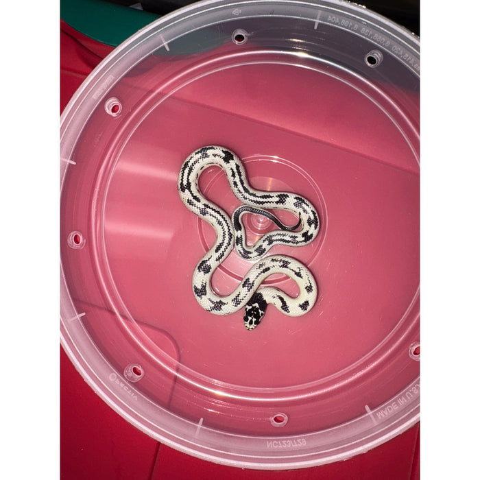 High White Aberrant California King Snake