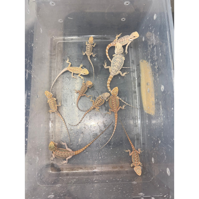 Citrus Hypo Bearded Dragons (Babies)