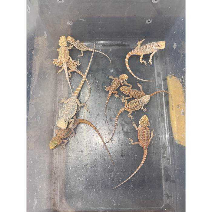 Citrus Hypo Bearded Dragons (Babies)