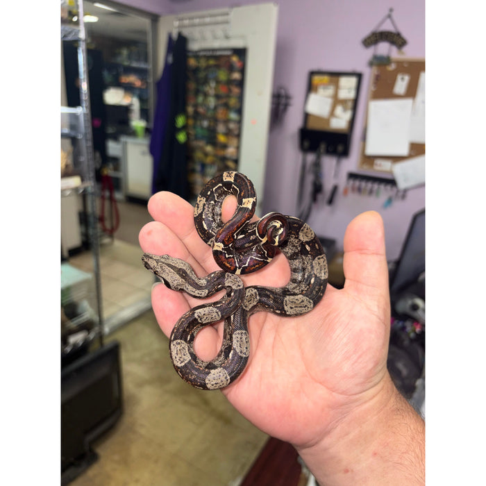 Colombian Red Tail Boa (IMG) (Baby)