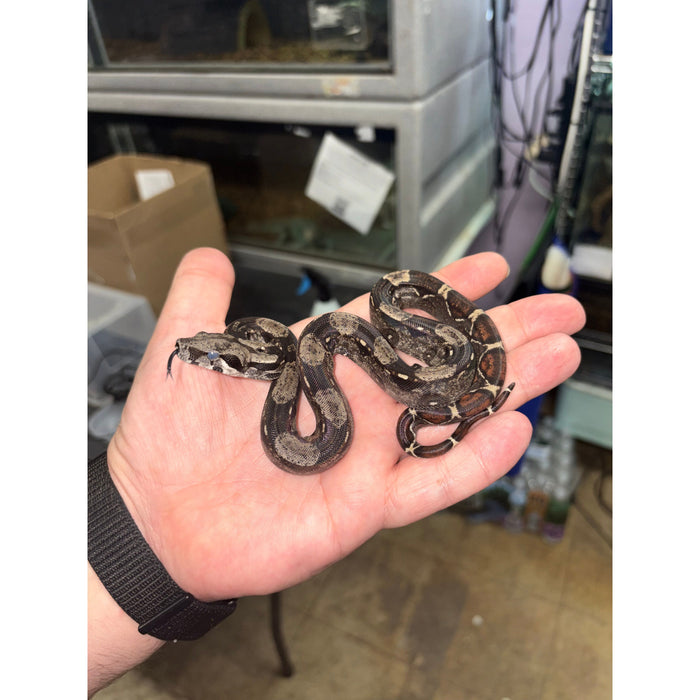 Colombian Red Tail Boa (IMG) (Baby)
