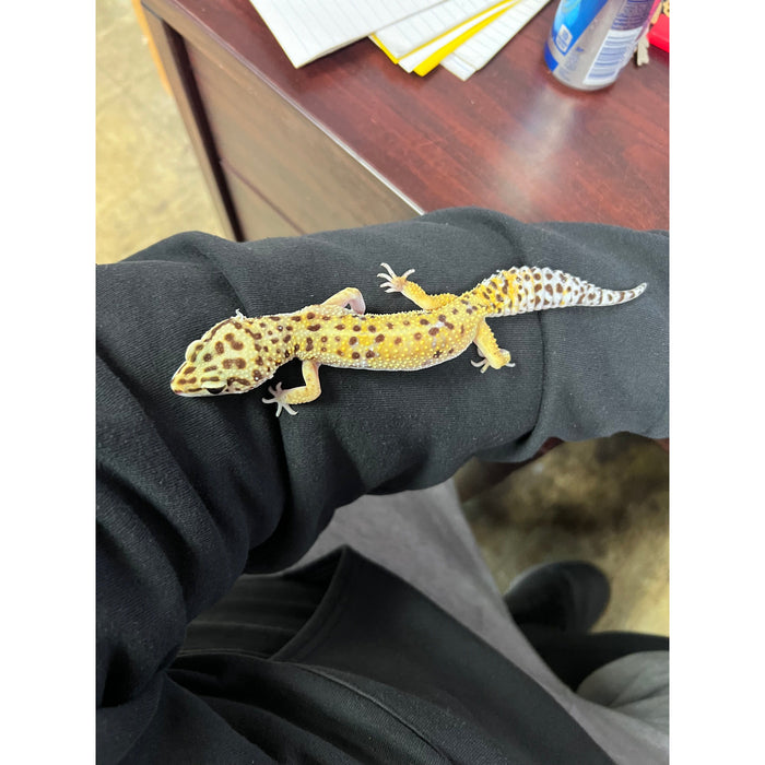 Leopard Gecko (Imperfect/Adoption)