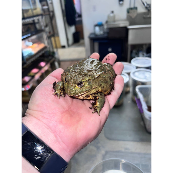 Giant Pixie Frog (Sub-Adult) (Pyxicephalus adspersus)