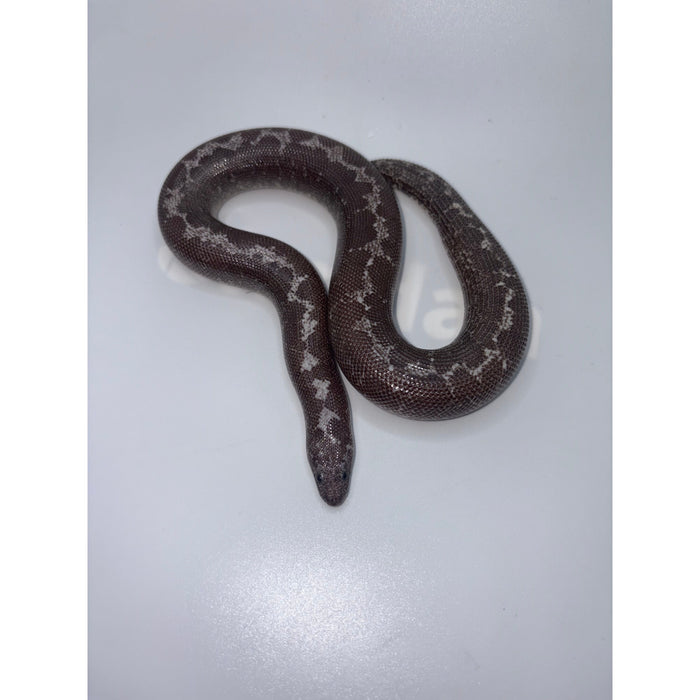 Anery Kenyan Sand Boa (Eryx colubrinus loveridgei)