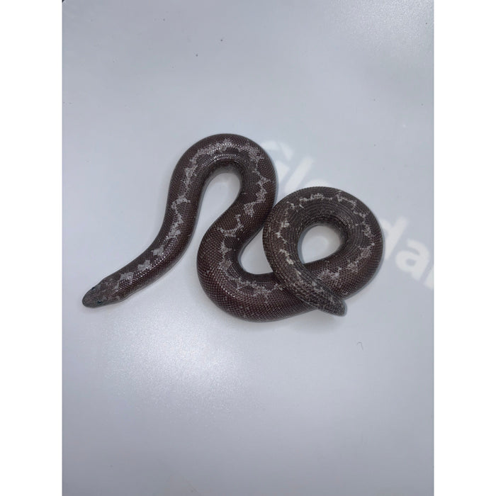 Anery Kenyan Sand Boa (Eryx colubrinus loveridgei)