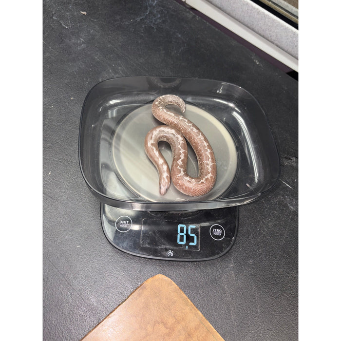 Anery Kenyan Sand Boa (Eryx colubrinus loveridgei)