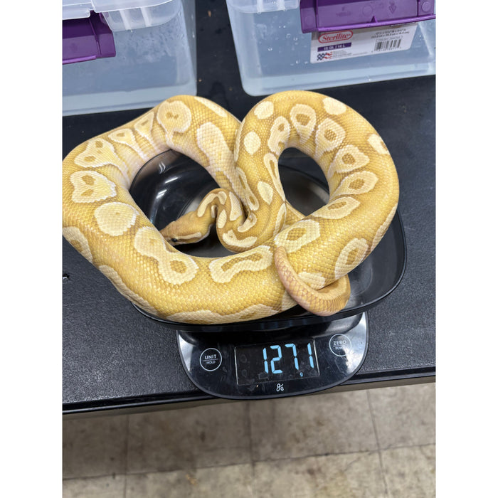 Banana Ball Python (Adult)