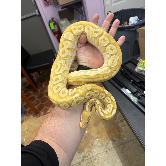 Banana Ball Python (Adult)
