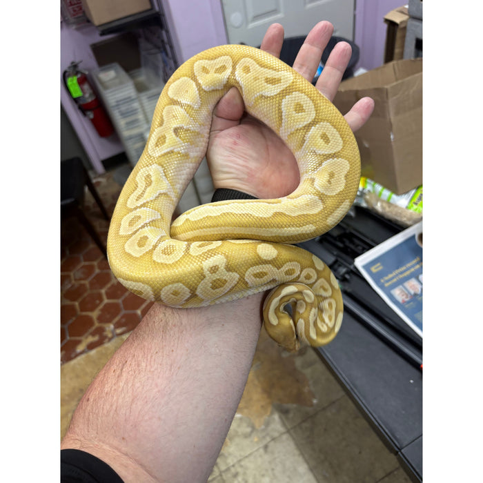 Banana Ball Python (Adult)