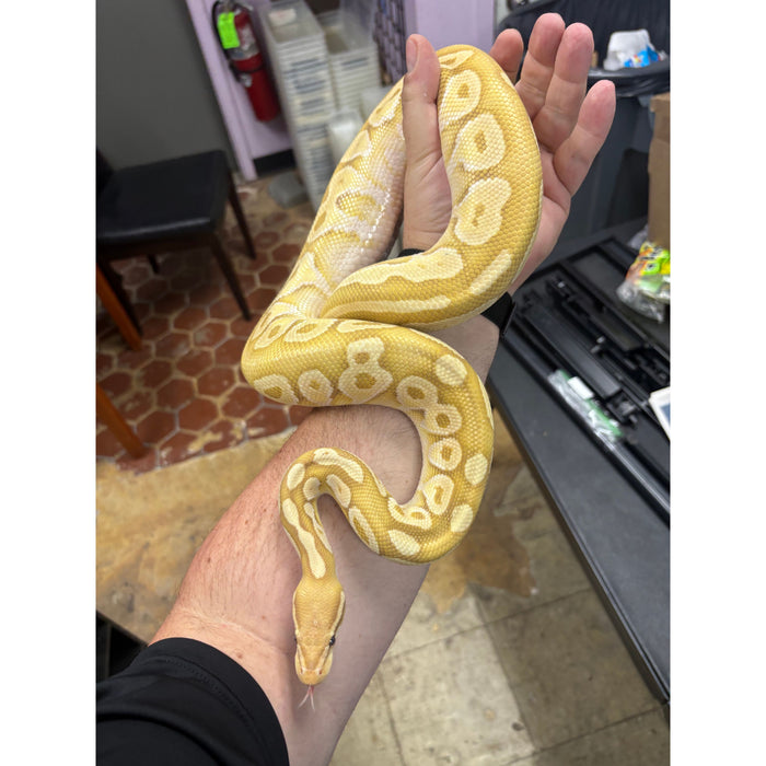 Banana Ball Python (Adult)