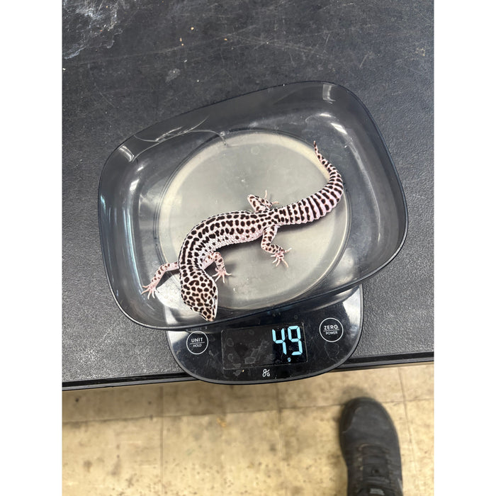 Mack Super Snow Female