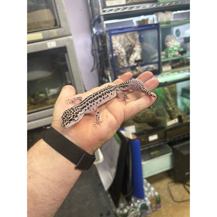 Mack Super Snow Female