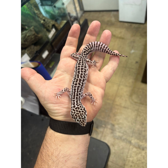 Mack Super Snow Female