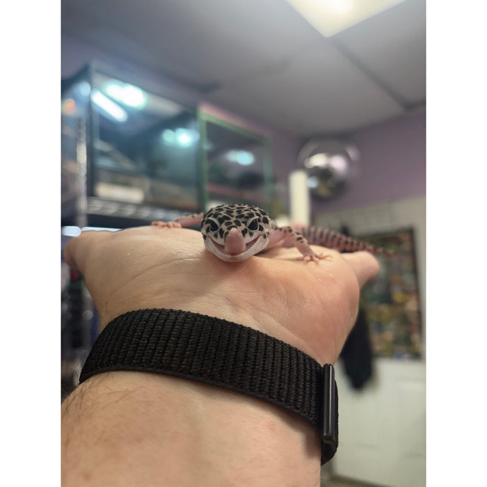 Mack Super Snow Female
