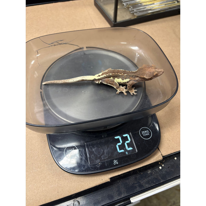 Frappuccino Crested Gecko