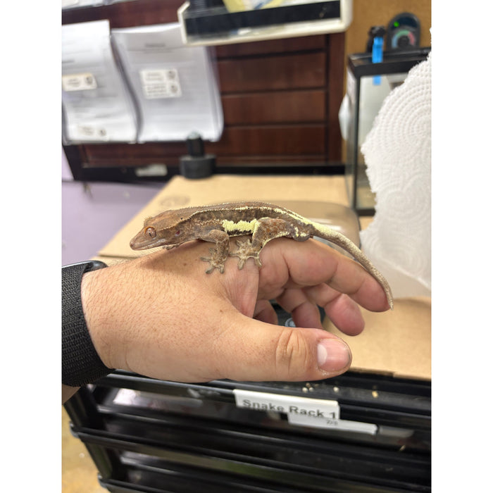 Frappuccino Crested Gecko