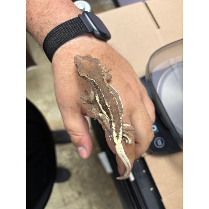 Frappuccino Crested Gecko