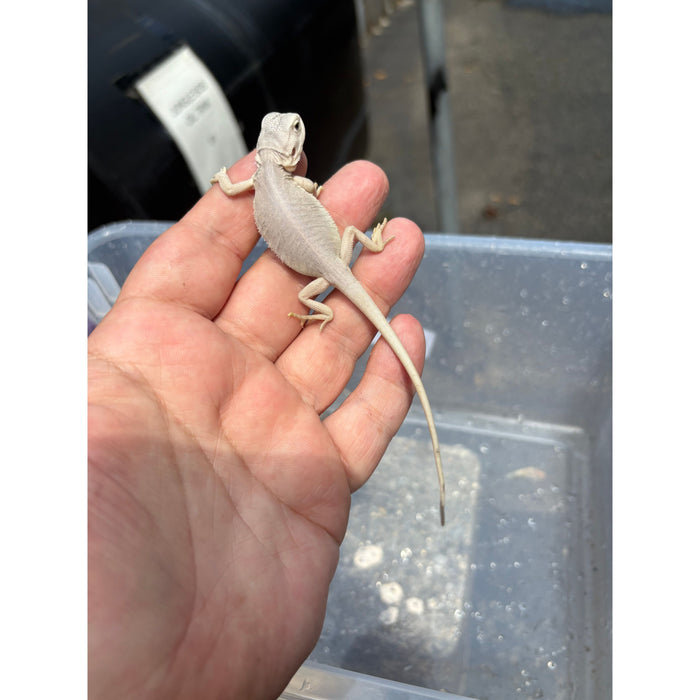 Bearded Dragon (Zero)