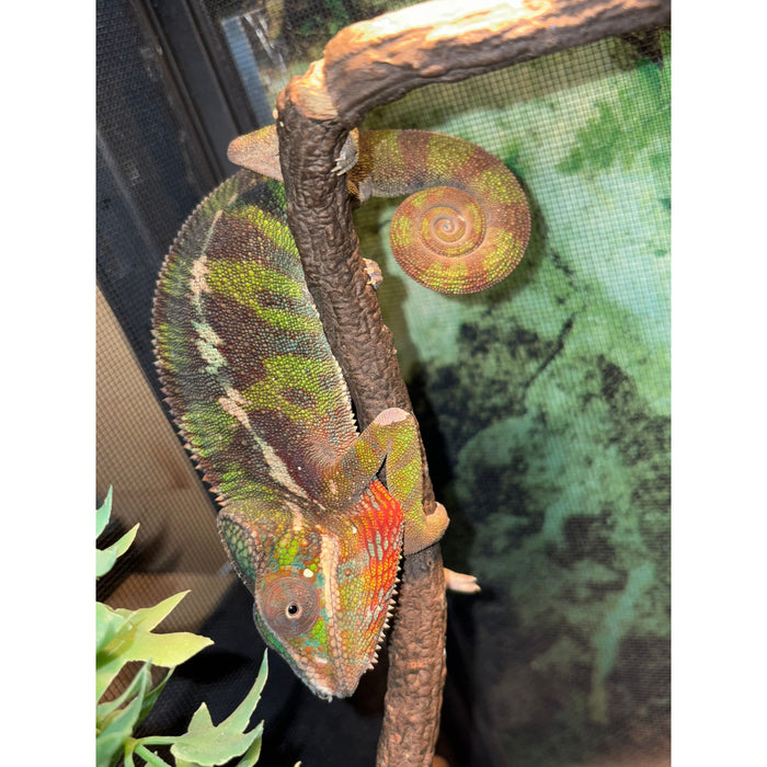 Male Panther Chameleon