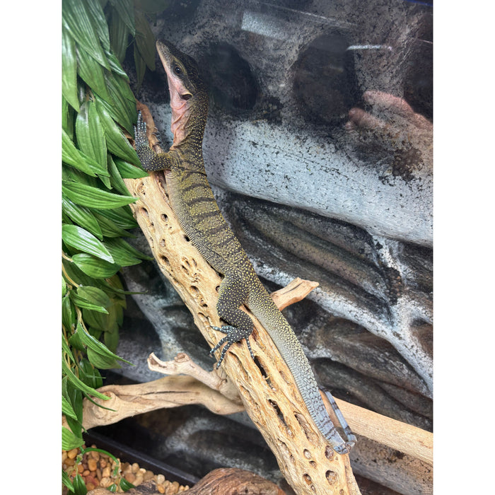 Peach Throat Monitor Juvenile (Varanus jobiensis)