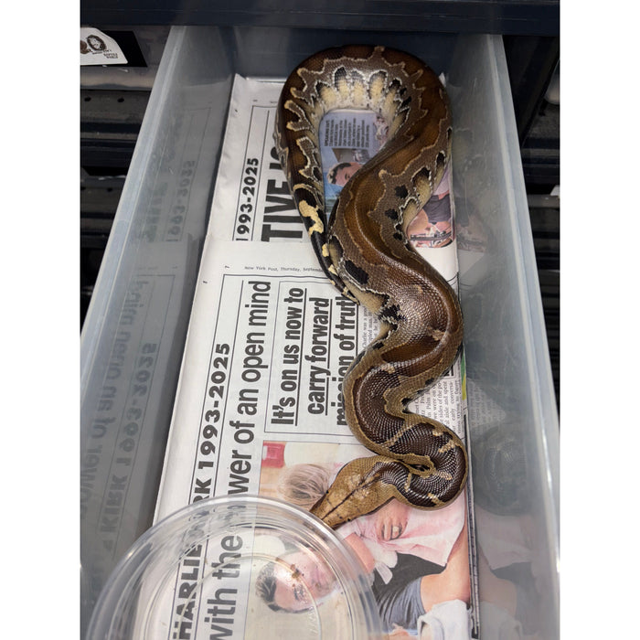 Sumatran Short Tail Python "Black Blood" (Python curtus)