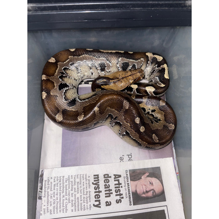 Sumatran Short Tail Python "Black Blood" (Python curtus)