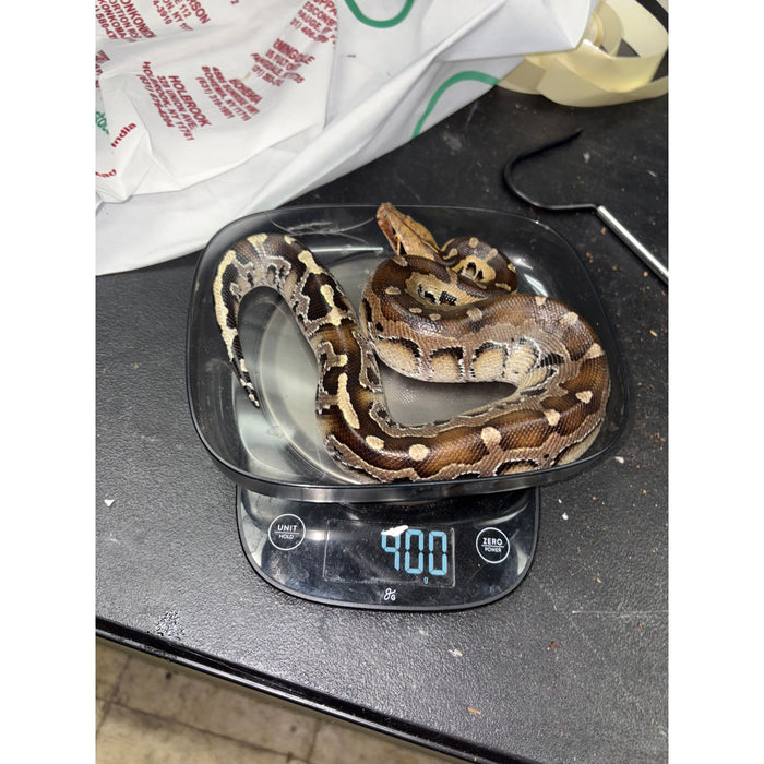 Sumatran Short Tail Python "Black Blood" (Python curtus)